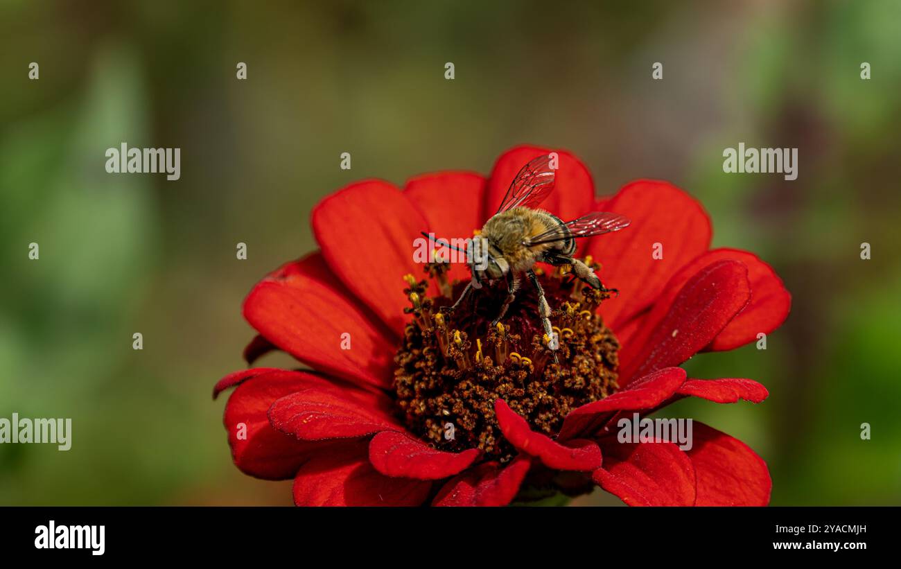 Blume mit Biene drauf Stockfoto