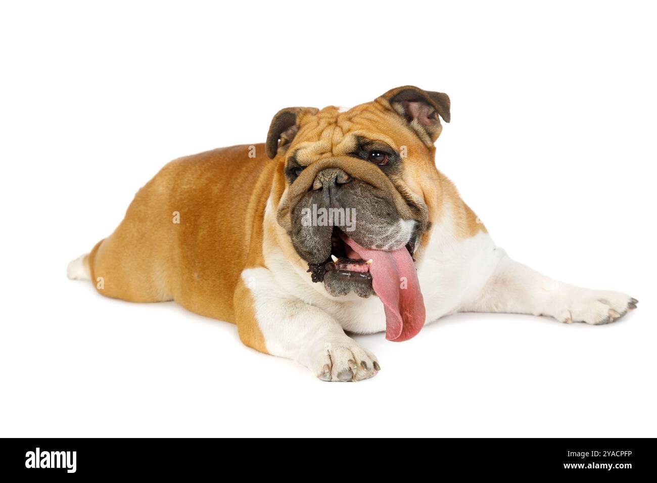 Studio-Aufnahme eines reinrassigen englischen Bulldoggen mit ausstehender Zunge isoliert auf weißem Hintergrund Stockfoto