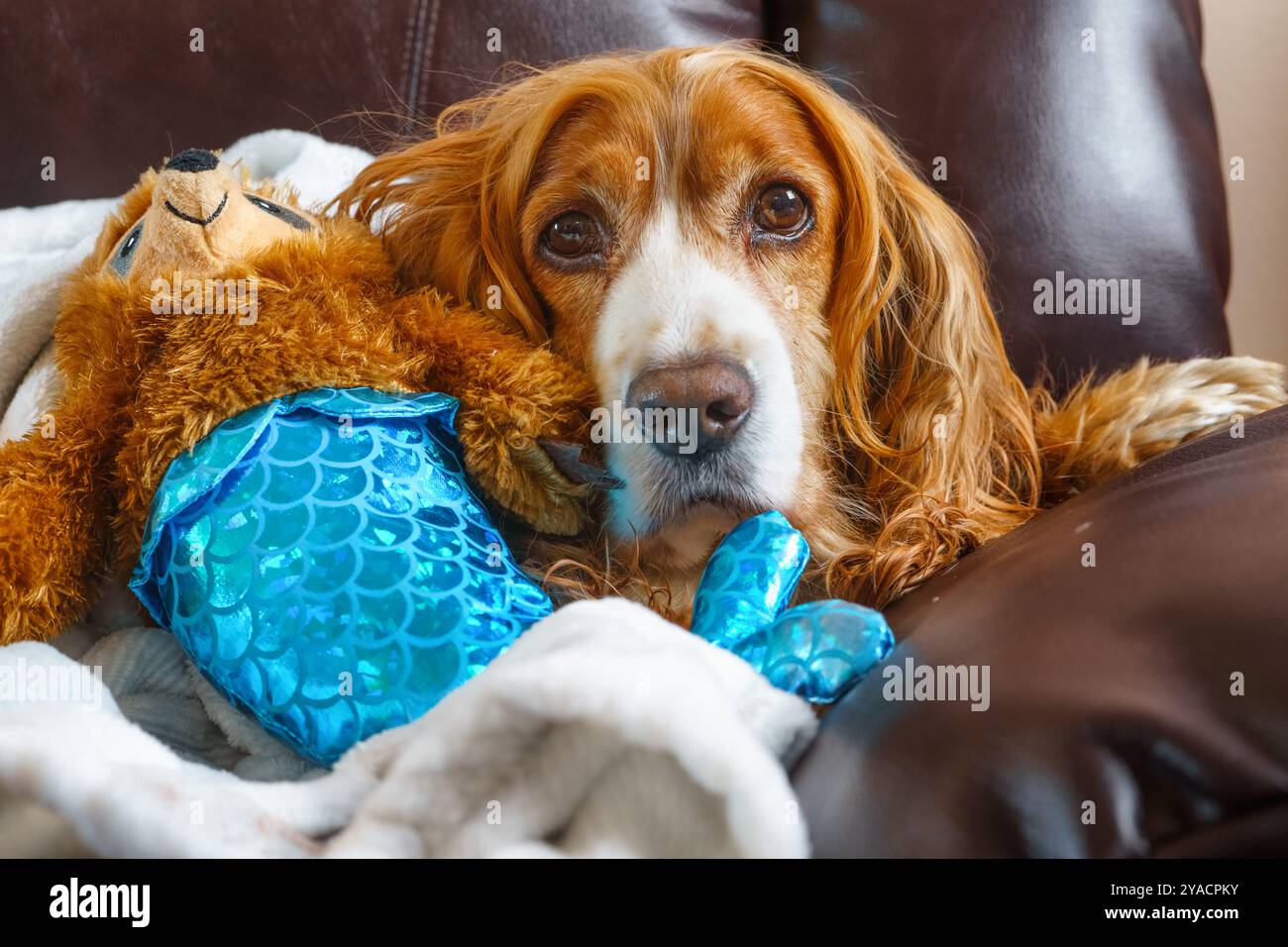 Verwöhnter Hund, der auf einem Sofa mit einem Spielzeug liegt. Stockfoto