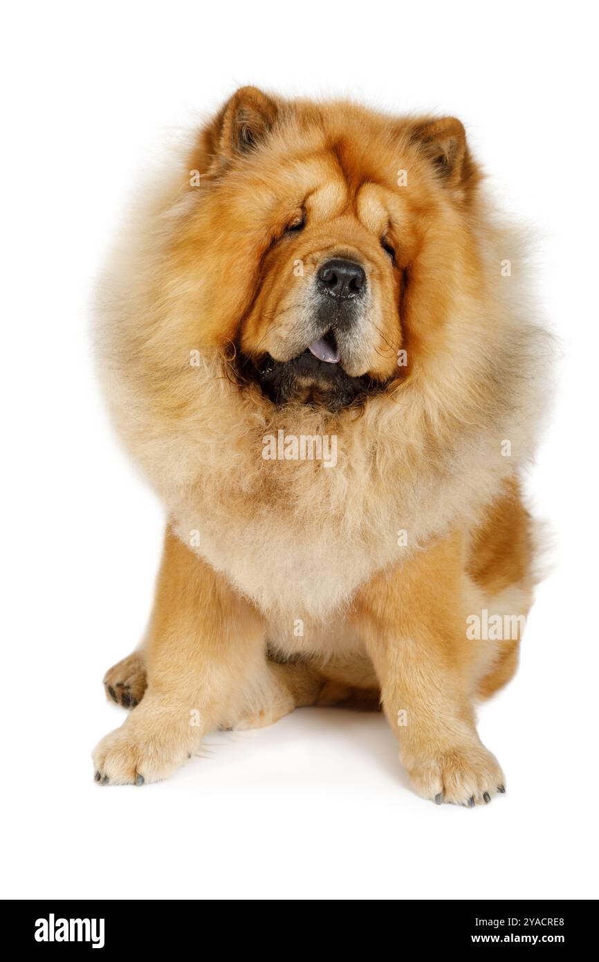 Chinesischer Chow-Chow-Hund sitzt im Studio, isoliert auf weißem Hintergrund Stockfoto