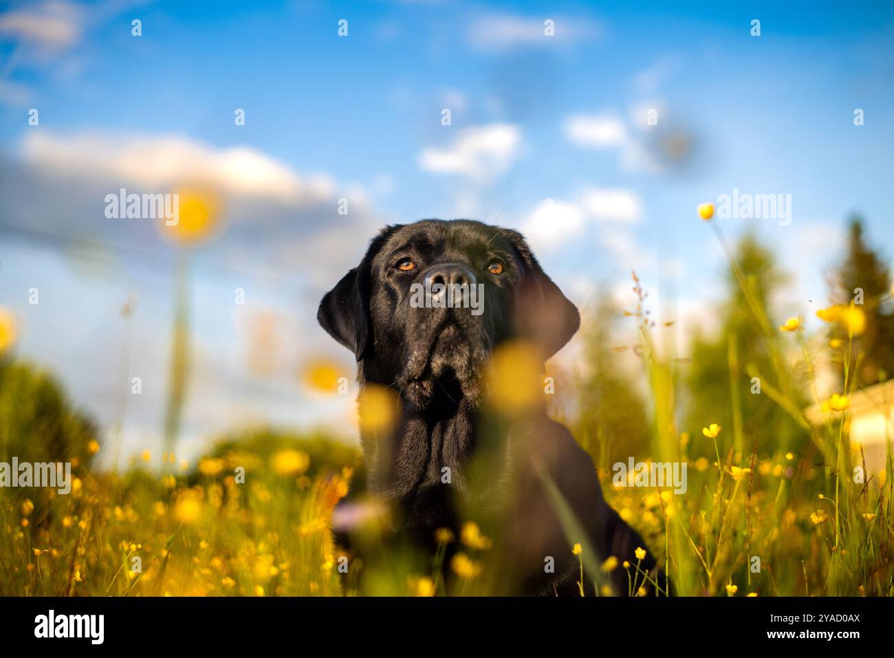 Black labrador Retriever, der auf einer Wiese sitzt und von gelben Blumen umgeben ist. Stockfoto