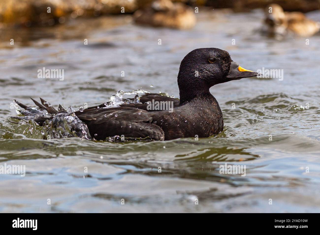 Gewöhnlicher Roller-Vogel schwimmen und planschen auf einem Teich in West Sussex, Großbritannien Stockfoto