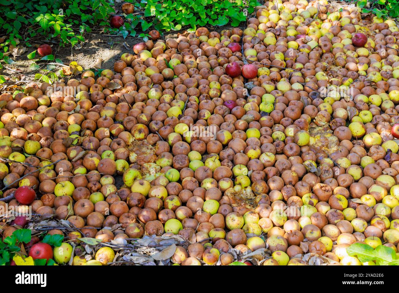 Eine Infektionskrankheit hat sich im Garten ausgebreitet, Äpfel, die von Bäumen gefallen sind, sind auf dem Boden verrottet. Stockfoto