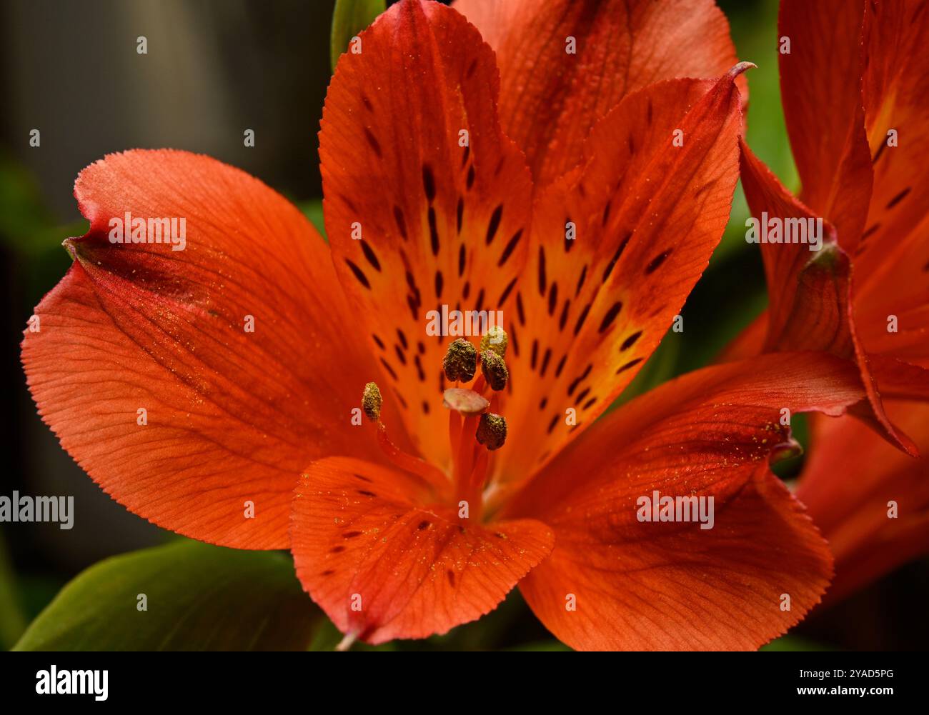 Makrobild einer einzelnen orangen Alstroemerieblume mit Pollen auf den Staubblättern. Peruvian Lily, Parrot Lily und Lily of the Inkas sind alternative Namen Stockfoto