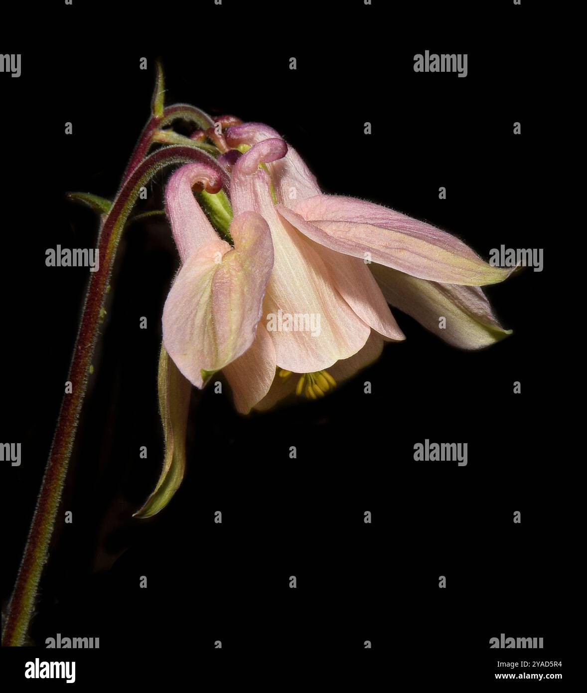 Seitenansicht einer hellrosa Aquilegia, Aquilegia vulgaris, vor schwarzem Hintergrund. Eine voll entwickelte Blume mit sichtbaren Staubblättern. Stockfoto