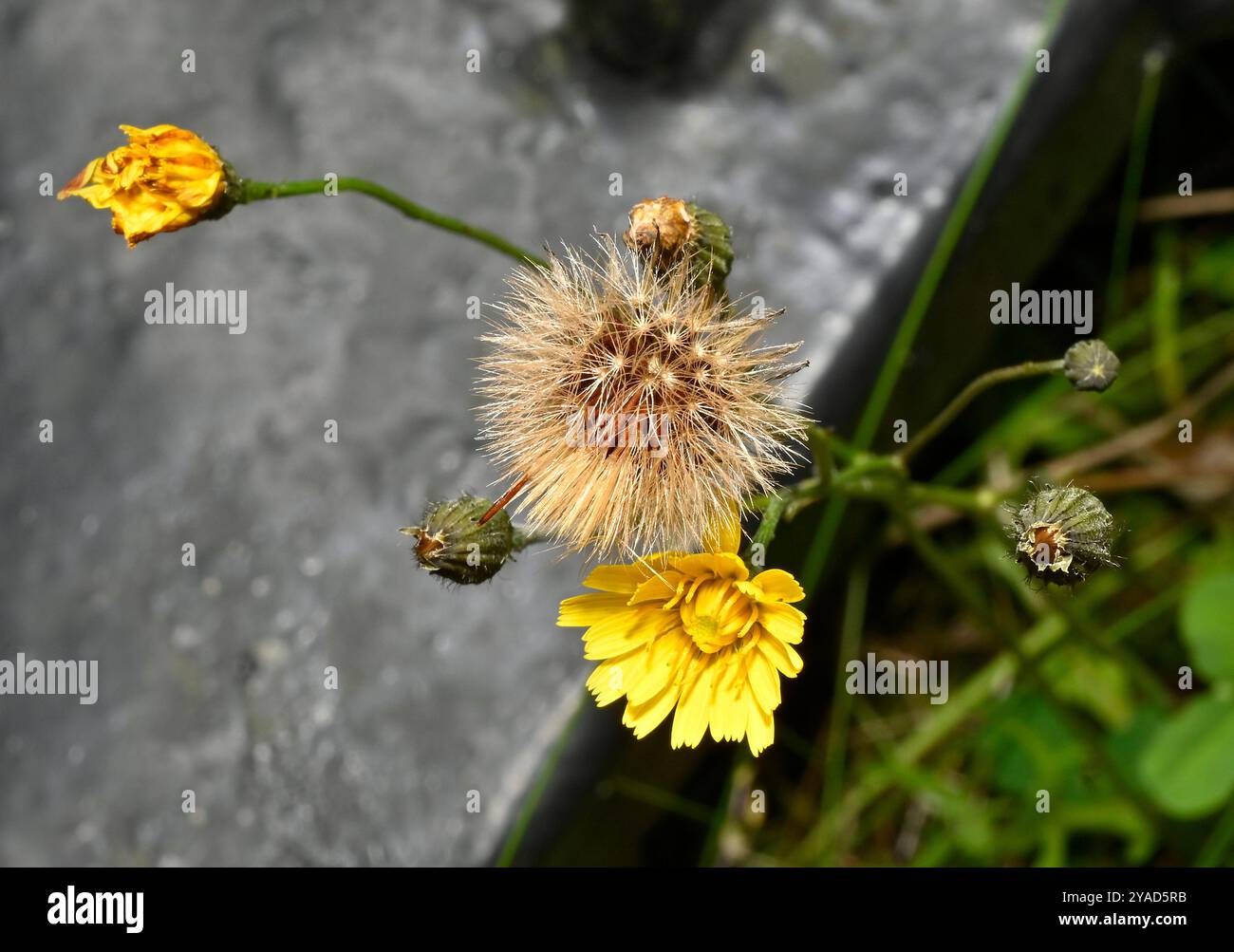 Herbstfalke, Scorzoneroides autumnalis. Selbst ausgesät mit einem Blumenkopf, Knospen, bestäubten Blüten und Pappus auf dem gleichen Bild. Gut fokussiert. Stockfoto