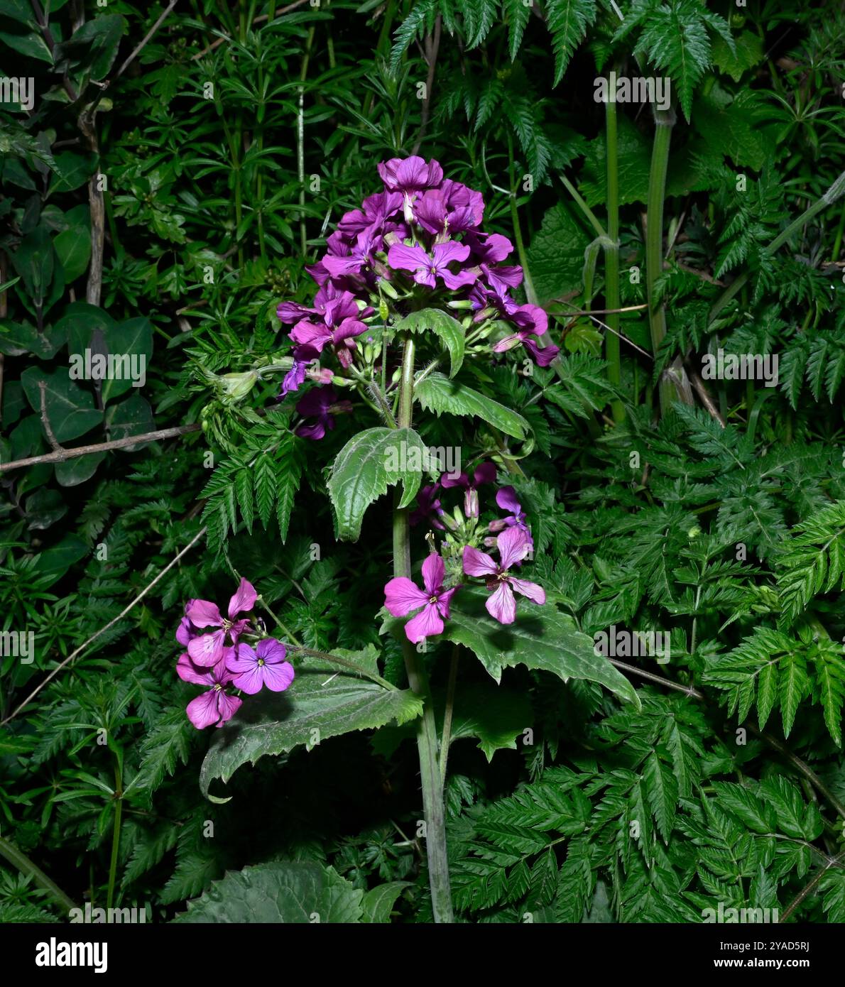 Jährliche Ehrlichkeit, Lunaria annua, wächst wild am Rande eines Kanals. Nahaufnahme mit vollständig fokussiertem, natürlichem Blatthintergrund. Stockfoto