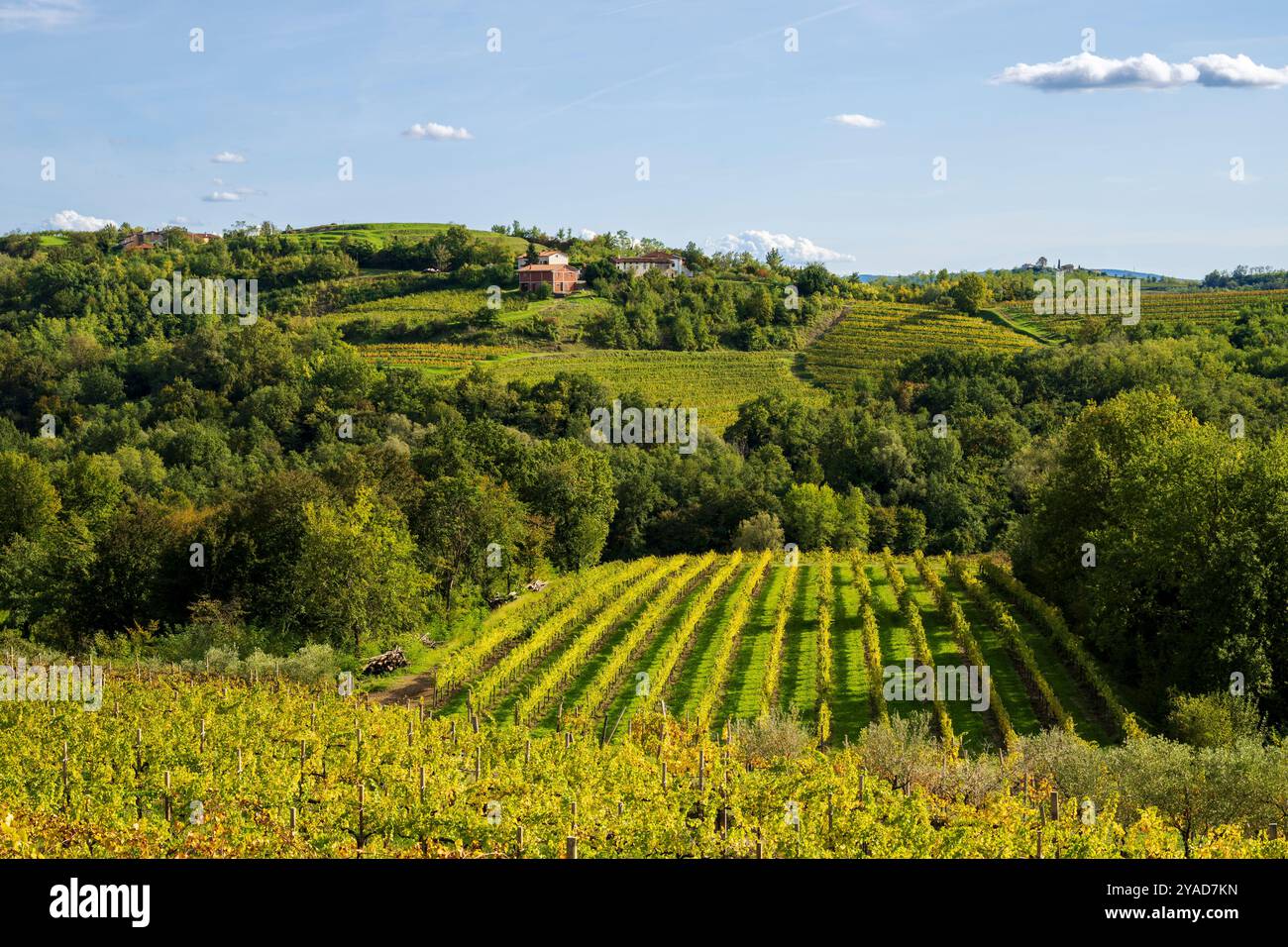 Italienische Weinberge in Dolegna del Collio. Provinz Gorizia, Friaul Julisch Venetien, Italien. Stockfoto