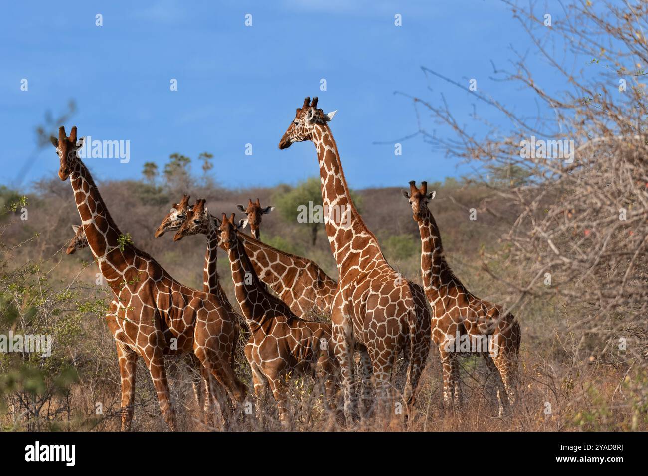 netzgiraffa, Giraffa camelopardalis reticulata, Girraffidae, Meru National Park, Kenia, Afrika Stockfoto