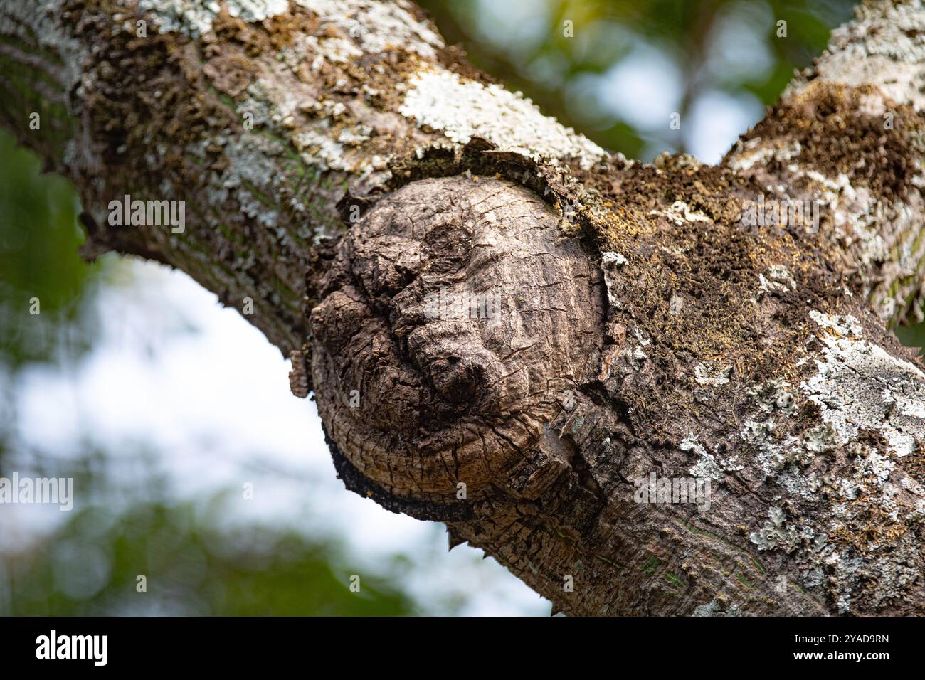 Gespenstische Struktur in Form eines menschlichen Gesichts auf dem Stamm eines alten Baumes Stockfoto