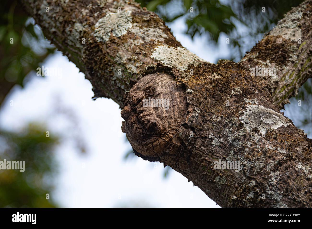 Gespenstische Struktur in Form eines menschlichen Gesichts auf dem Stamm eines alten Baumes Stockfoto