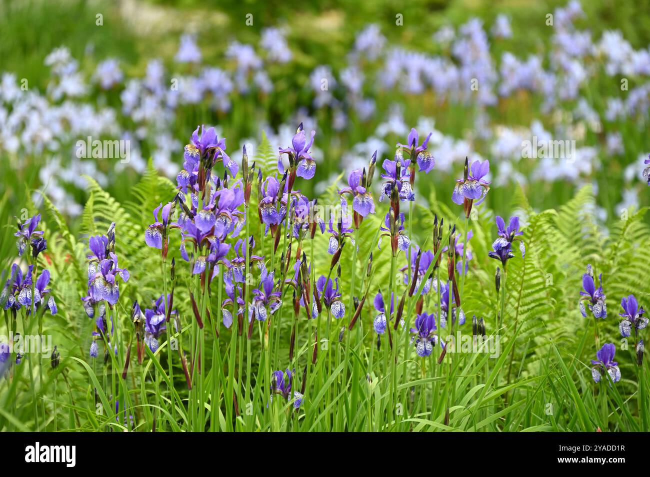 Blaue Frühlingsblumen von Iris sibirica UK Garden Mai Stockfoto