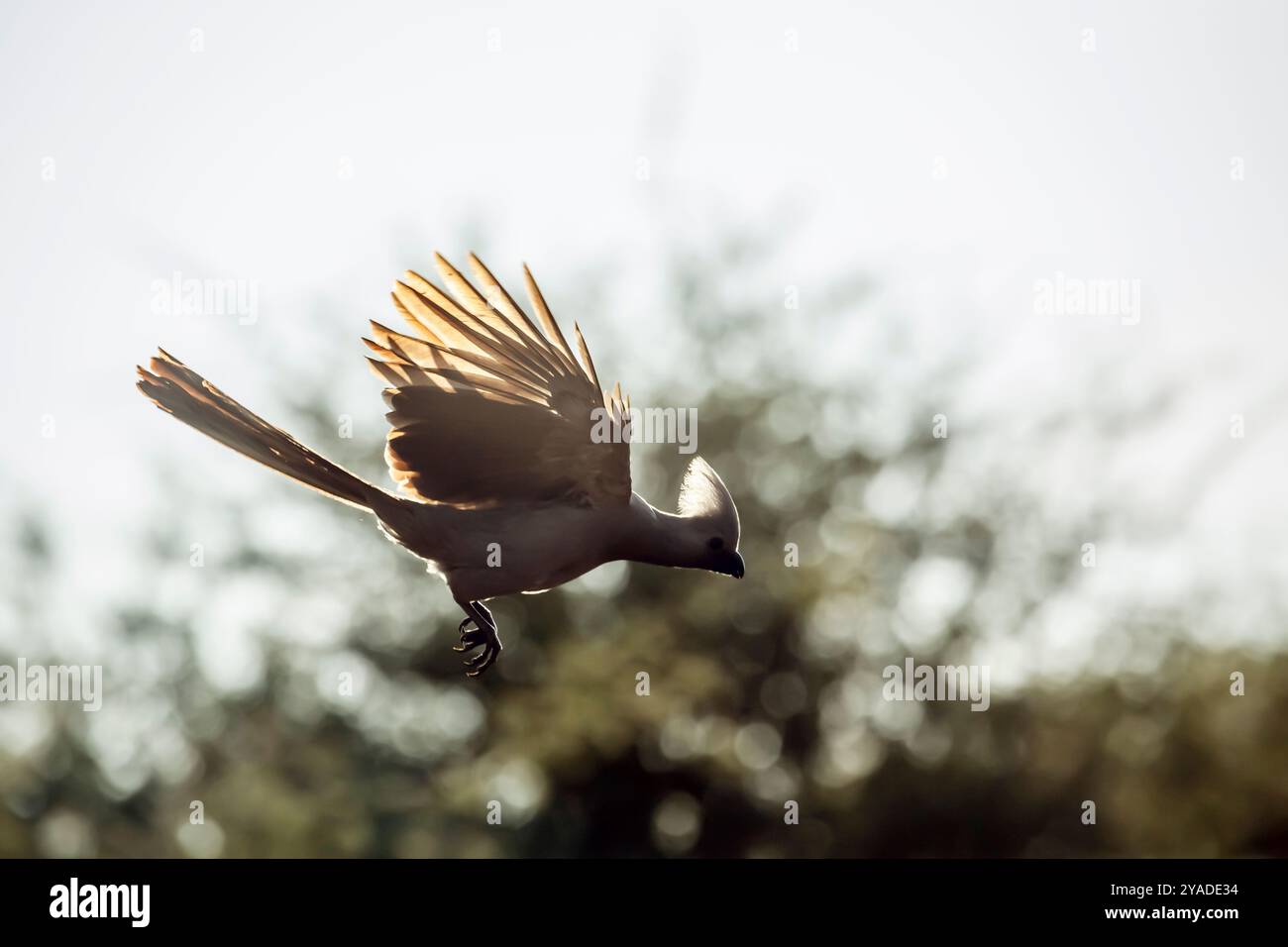 Grauer Vogel im Flug im Hinterlicht im Kruger-Nationalpark, Südafrika; Specie Corythaixoides konkoloriert die Familie der Musophagidae Stockfoto
