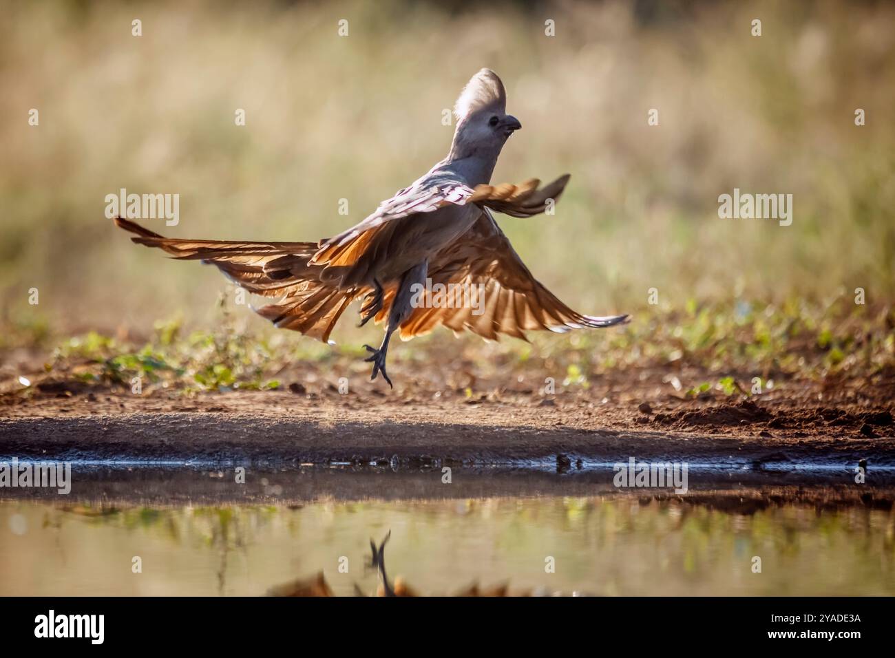 Grauer Vogel im Flug im Hinterlicht im Kruger-Nationalpark, Südafrika; Specie Corythaixoides konkoloriert die Familie der Musophagidae Stockfoto