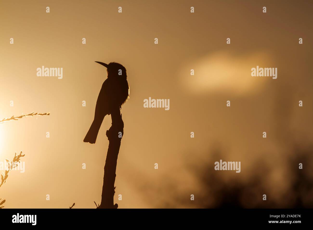 Weiße Bienenfresser-Silhouette am Sonnenuntergang im Kruger-Nationalpark, Südafrika; Specie Merops bullockoides Familie der Meropidae Stockfoto