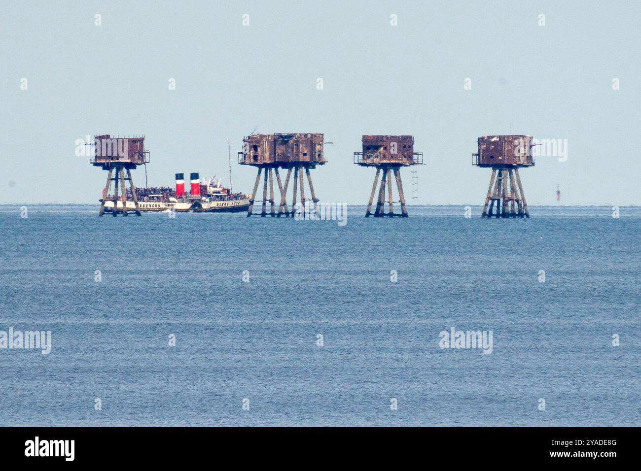 Warden Bay, Kent, Großbritannien. Oktober 2024. Historische Flagships Parade: Der Raddampfer Waverley wird zusammen mit Steam Tug Challenge und X-Pilot zu einer Parade um die Red Sands Forts am Nachmittag im Rahmen der letzten Segeltour in der Saison London & Thames 2024 in Waverley gesehen. Quelle: James Bell/Alamy Live News Stockfoto