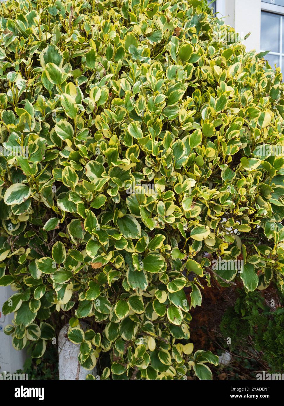 Sträucher der neuseeländischen halbharten immergrünen Kapuka, Griselinia littoralis 'variegata' Stockfoto