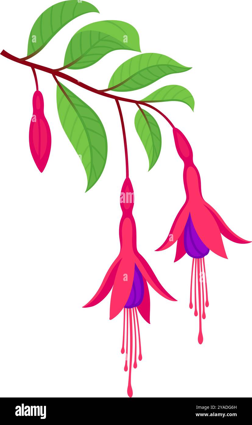 Chilco, Fuchsia magellanica, harte Fuchsia Zeichnung. Zweig mit Blättern und Blumen. Handgezeichnete Vektorgrafik Illustration. Stock Vektor