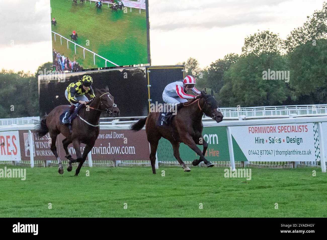 Windsor, Berkshire, Großbritannien. August 2024. ARKHALIA FLYNN, geritten von Jockey George Bass, gewinnt den Kelly Chapman, Platinum Air Cargo UK Handicap Stakes (Klasse 4) auf der Royal Windsor Racecourse in Windsor, Berkshire. Besitzer John & Zoe Webster, Trainer Jack Channon, West IIsley, Züchter Cheveley Park Stud Limited, Sponsor Jack Channon Racing Limited. Kredit: Maureen McLean/Alamy Stockfoto