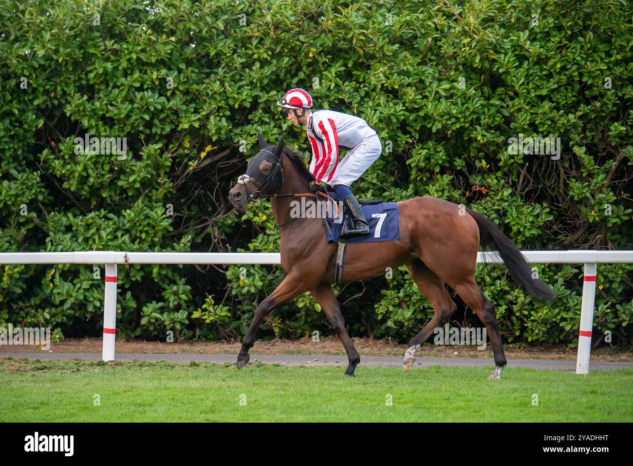 Windsor, Berkshire, Großbritannien. August 2024. ARKHALIA FLYNN, geritten von Jockey George Bass, geht auf die Strecke, bevor er den Kelly Chapman, Platinum Air Cargo UK Handicap Stakes (Klasse 4) auf der Royal Windsor Racecourse in Windsor, Berkshire, gewann. Besitzer John & Zoe Webster, Trainer Jack Channon, West IIsley, Züchter Cheveley Park Stud Limited, Sponsor Jack Channon Racing Limited. Kredit: Maureen McLean/Alamy Stockfoto