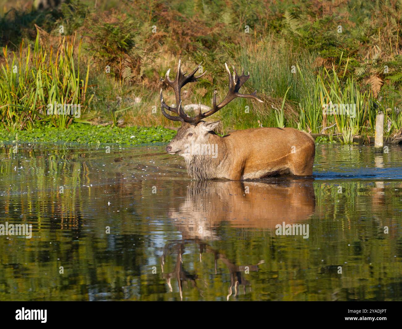 Rotwild, Cervus elaphus, Single Male in Water, London, Oktober 2024 Stockfoto