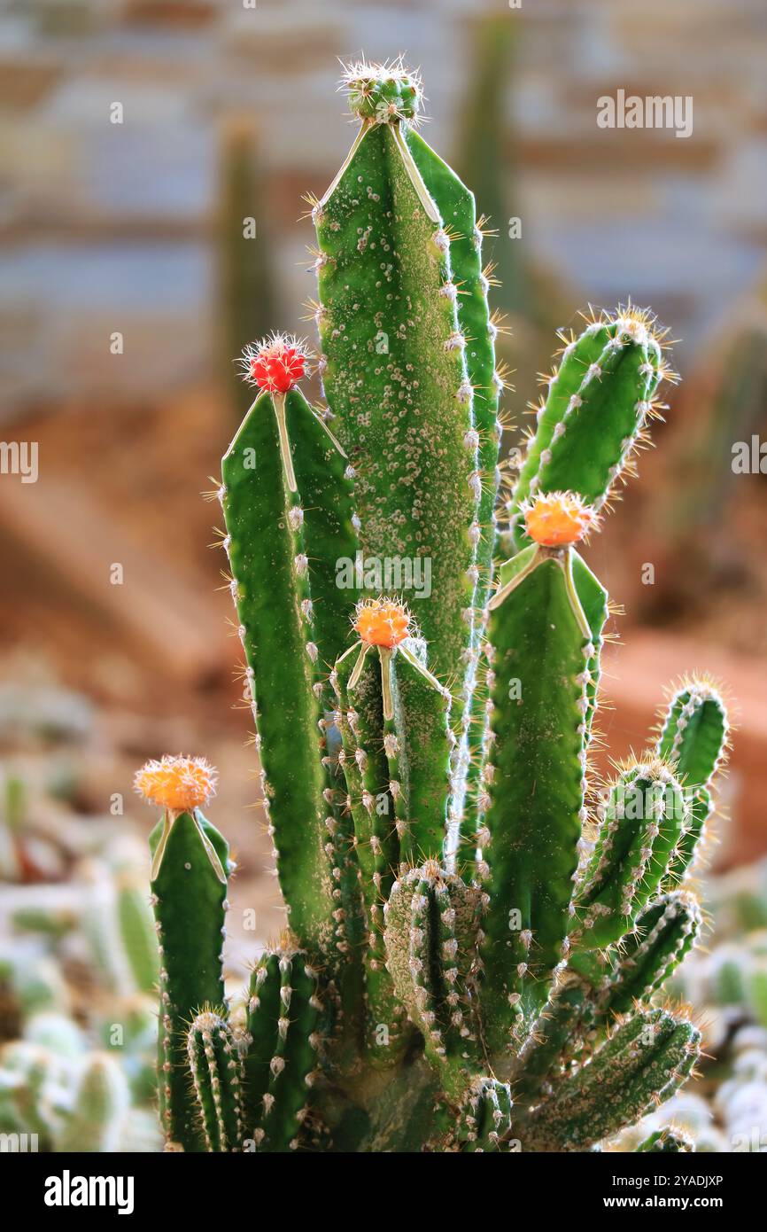 Roter gepfropfter mondkaktus -Fotos und -Bildmaterial in hoher Auflsung   Alamy