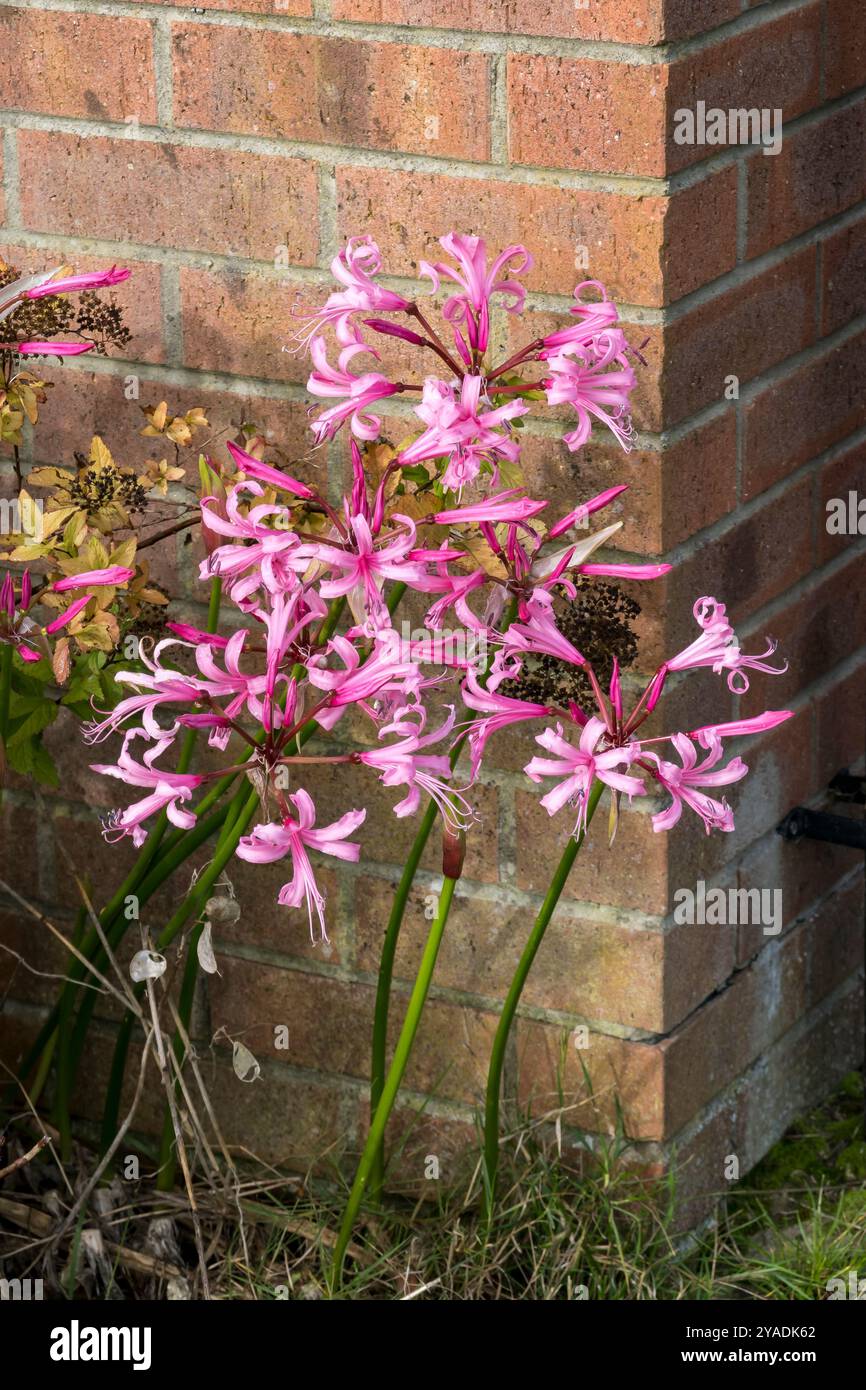 Bowdenlilie in Blume Stockfoto