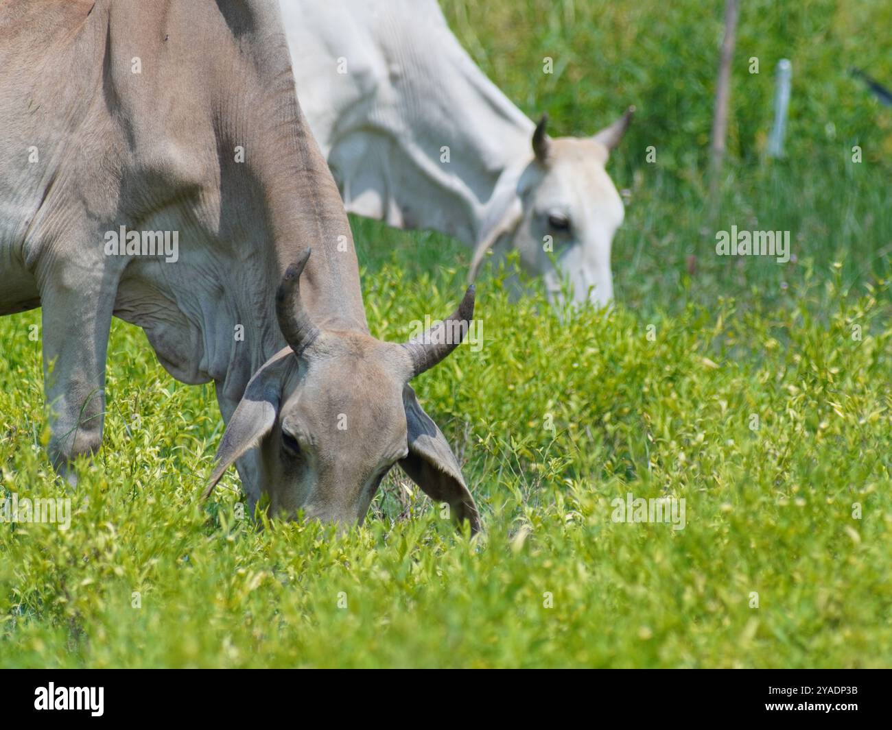 Einheimische thailändische Kühe im ländlichen Grasland. Kühe fressen auf natürliche Weise Gras. Stockfoto