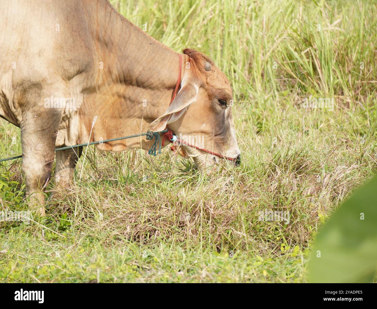 Einheimische thailändische Kühe im ländlichen Grasland. Kühe fressen auf natürliche Weise Gras. Stockfoto