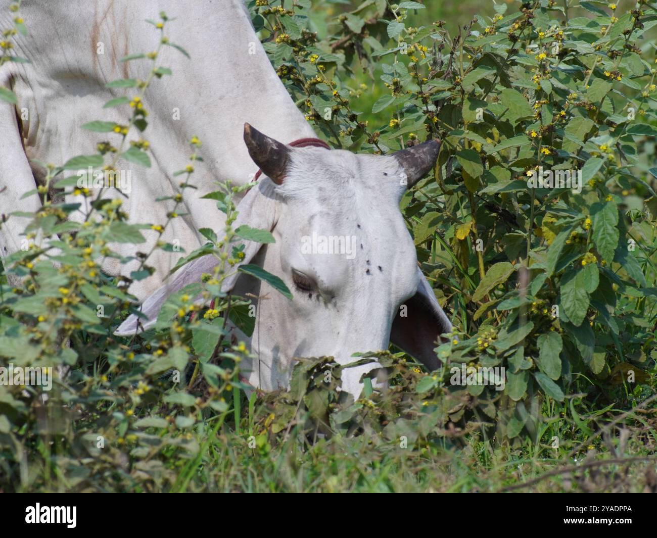 Einheimische thailändische Kühe im ländlichen Grasland. Kühe fressen auf natürliche Weise Gras. Stockfoto