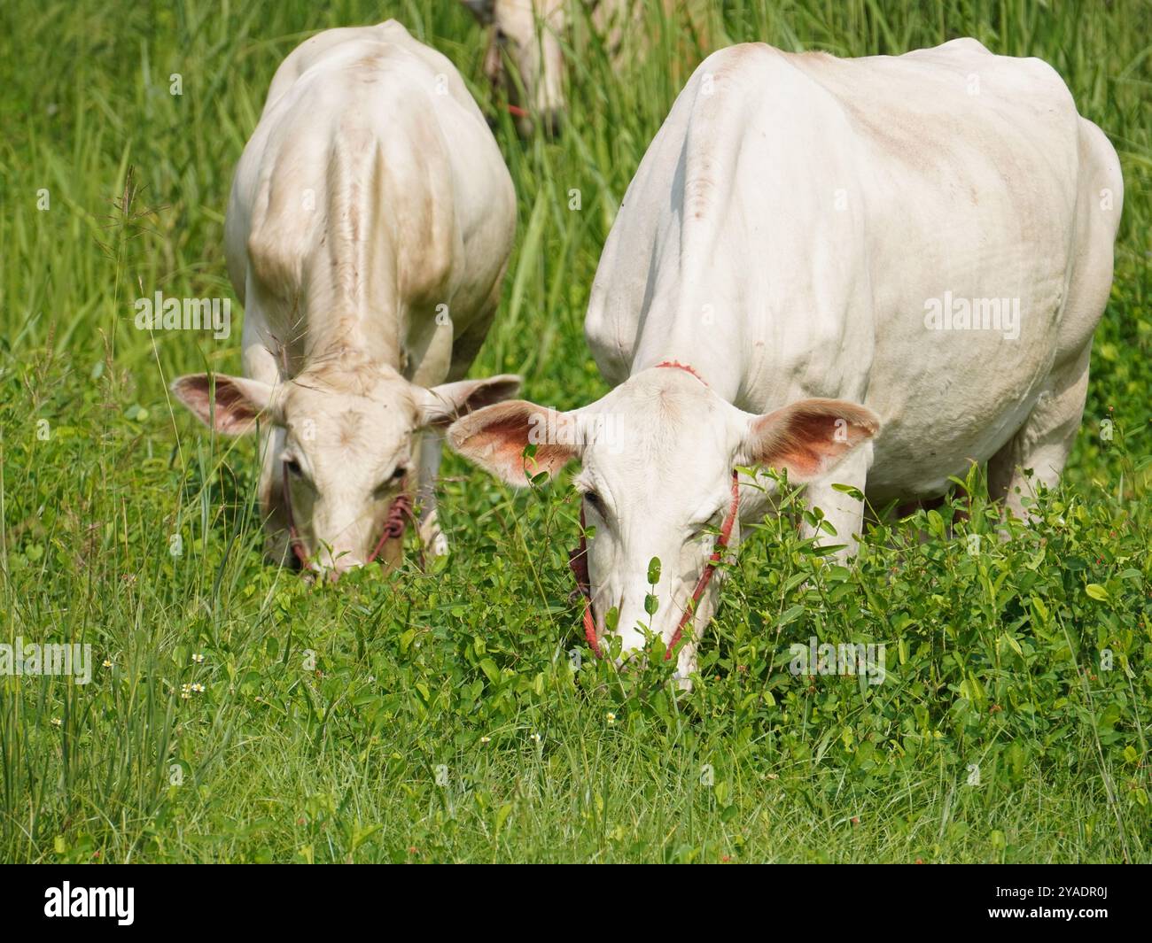 Einheimische thailändische Kühe im ländlichen Grasland. Kühe fressen auf natürliche Weise Gras. Stockfoto