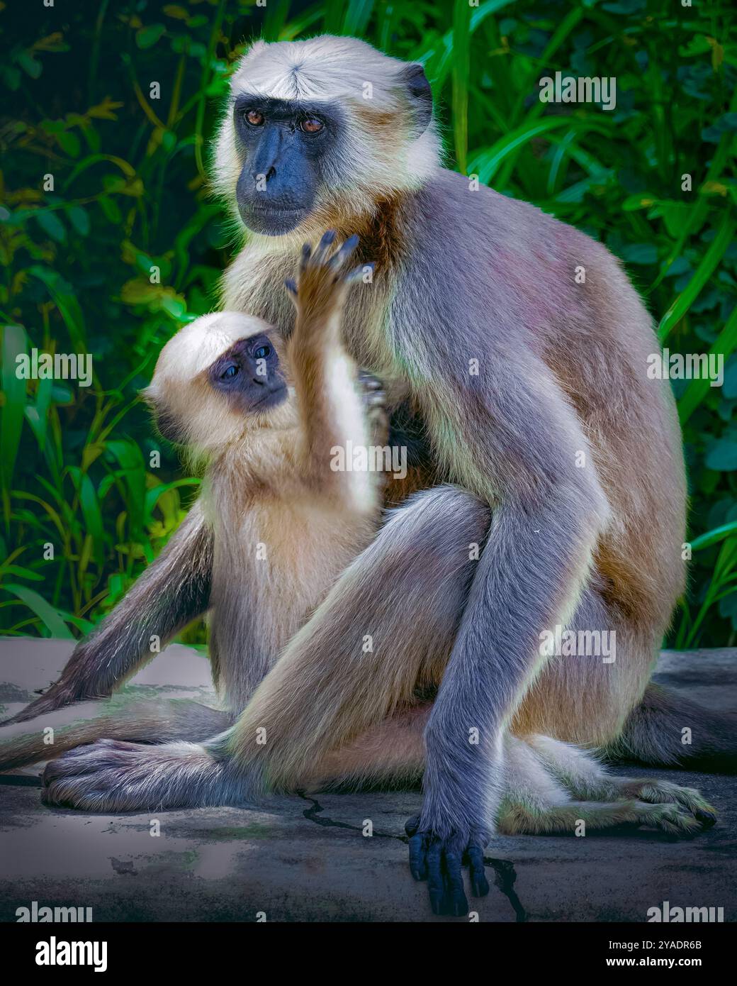Affe und sein Baby sitzen mit einem süßen Gesicht auf dem Feld Stockfoto