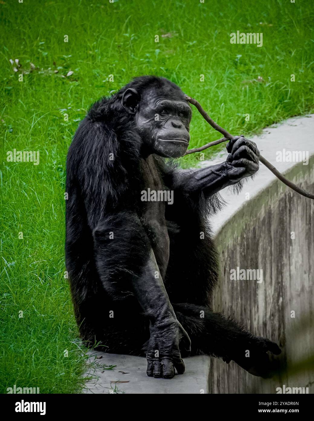 Schwarzer Affe isst im Zoo Stockfoto