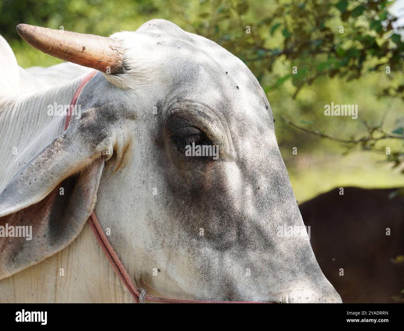 Einheimische thailändische Kühe im ländlichen Grasland. Kühe fressen auf natürliche Weise Gras. Stockfoto