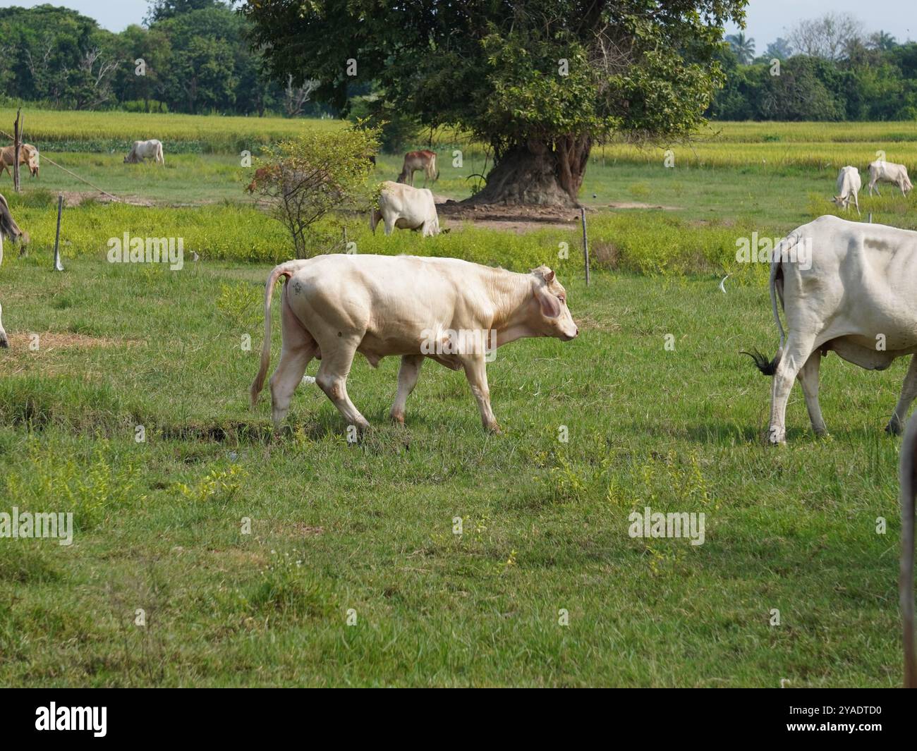 Einheimische thailändische Kühe im ländlichen Grasland. Kühe fressen auf natürliche Weise Gras. Stockfoto