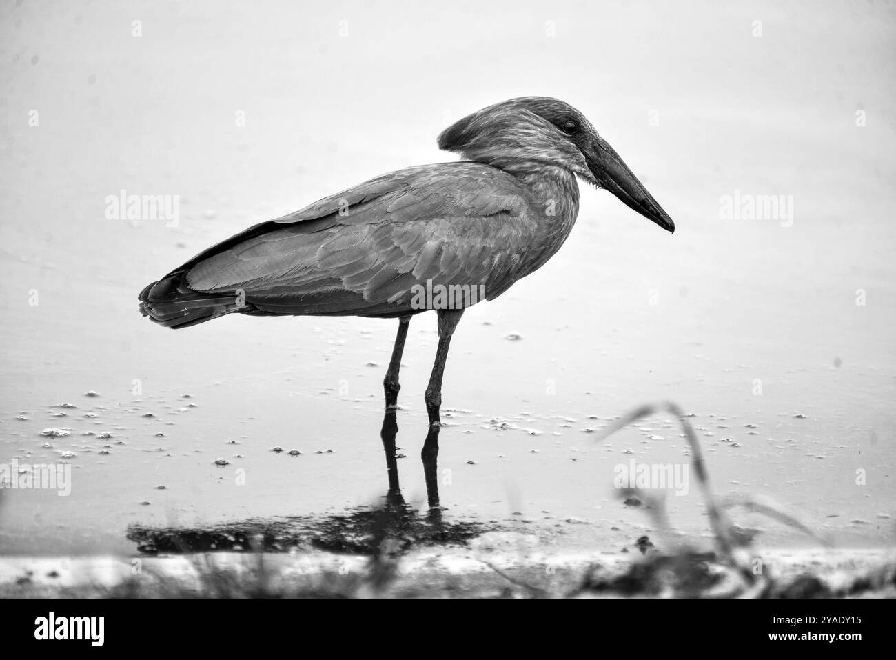 HAMERKOP (Scopus umbretta) - Viktoriasee - Ssese Island Stockfoto