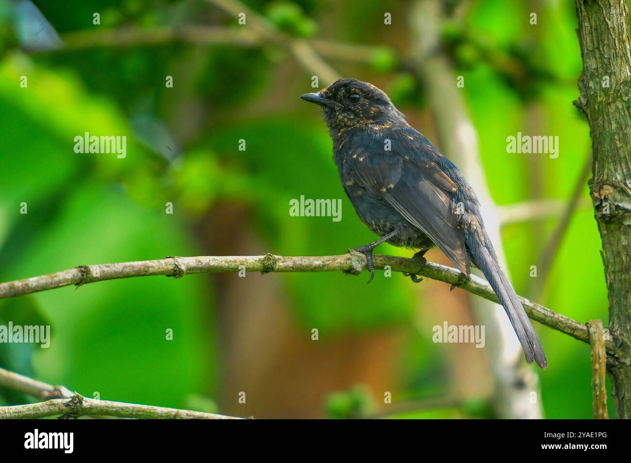 NÖRDLICHER SCHWARZER FLIEGENFÄNGER (Malaenornis edoliodides) Kasangati - Uganda Stockfoto