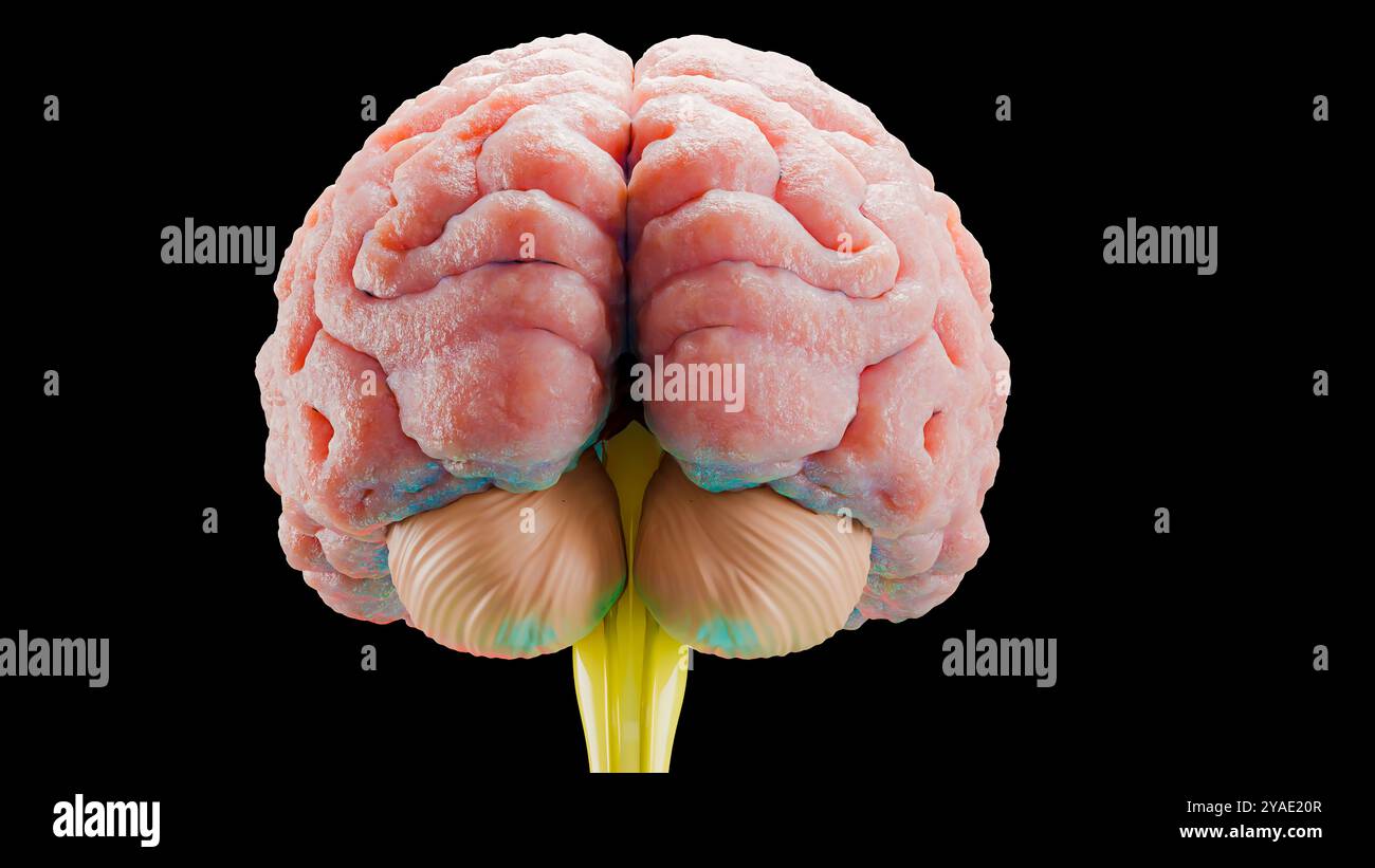 Anatomie des menschlichen Hirnnervensystems, medizinisches Diagramm. Medizinisch genaue Anatomie Geist, Zentralorgan rotierend, realistische Illustration, Talgkolben, Stockfoto