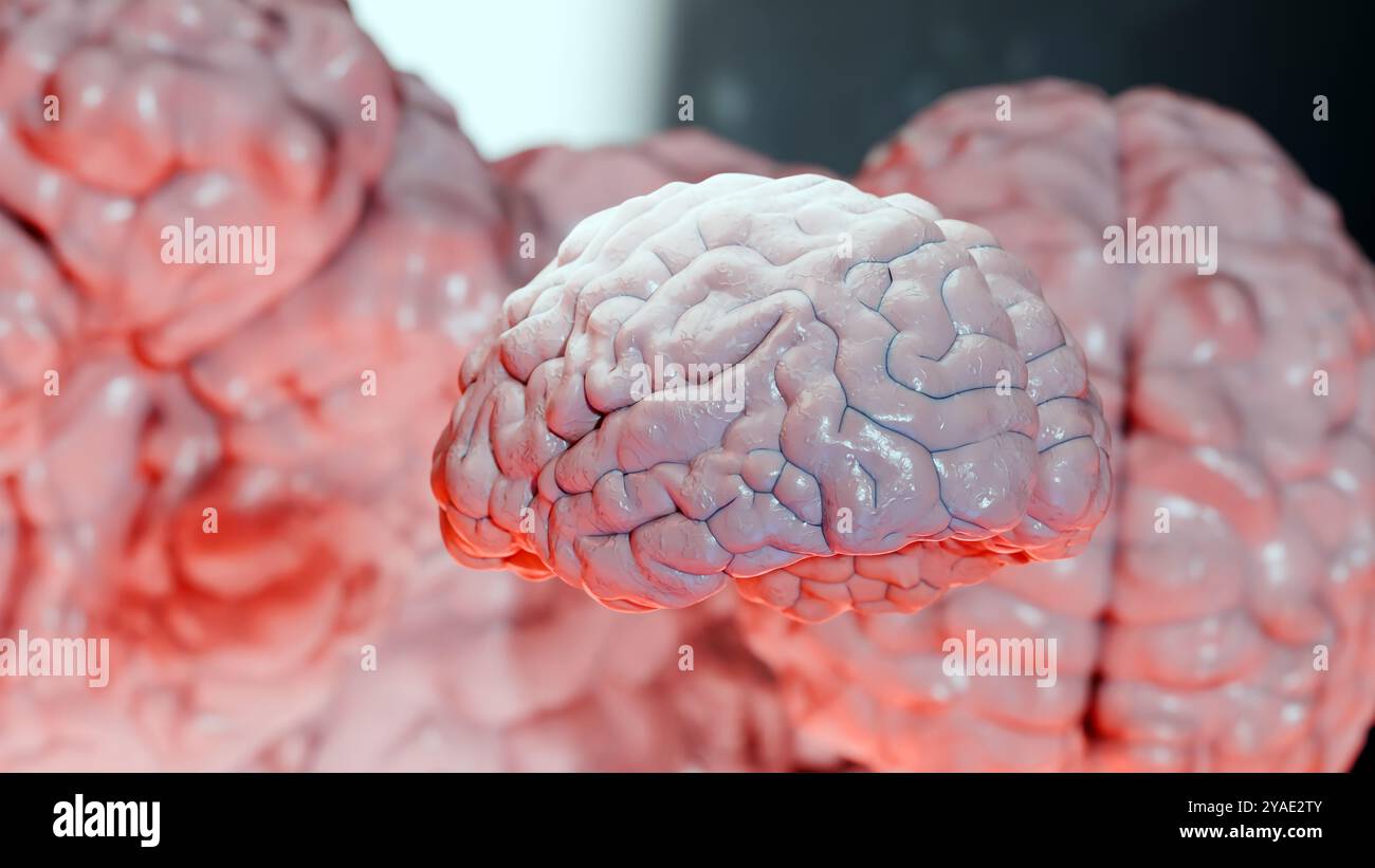 Anatomie des menschlichen Hirnnervensystems, medizinisches Diagramm. Medizinisch genaue Anatomie Geist, Zentralorgan rotierend, realistische Illustration, Talgkolben, Stockfoto