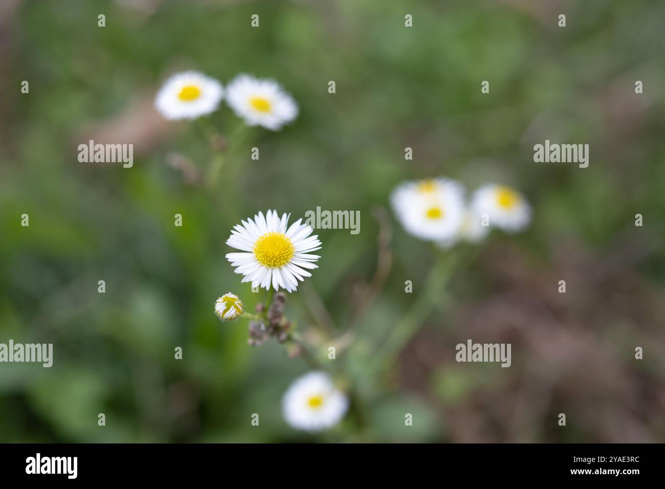 Weiße Gänseblümchen. Schöne Blüte Gänseblümchen Blumen Hintergrund. Stockfoto