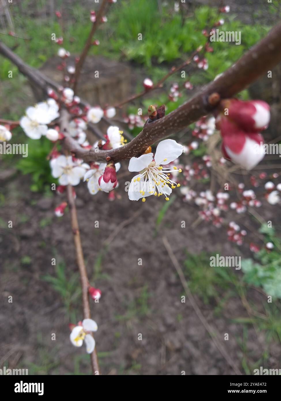 Frühlingshintergrund: Kirschblüten auf einem Zweig, selektiver Fokus Stockfoto