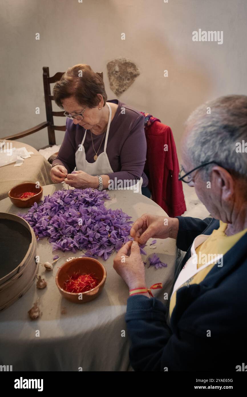 Vorführung zum Sammeln von Safran im Schloss von la Muela, Consuegra, Castilla–La Mancha, Spanien, Europa Stockfoto