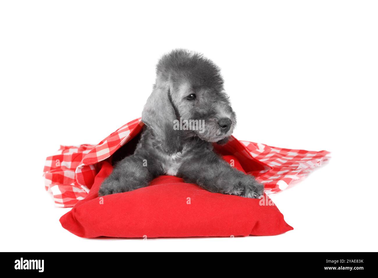 Süßer zwei Monate alter Bedlington Terrier Welpe Hund, der auf einem roten Kissen im Studio isoliert auf weißem Hintergrund liegt Stockfoto