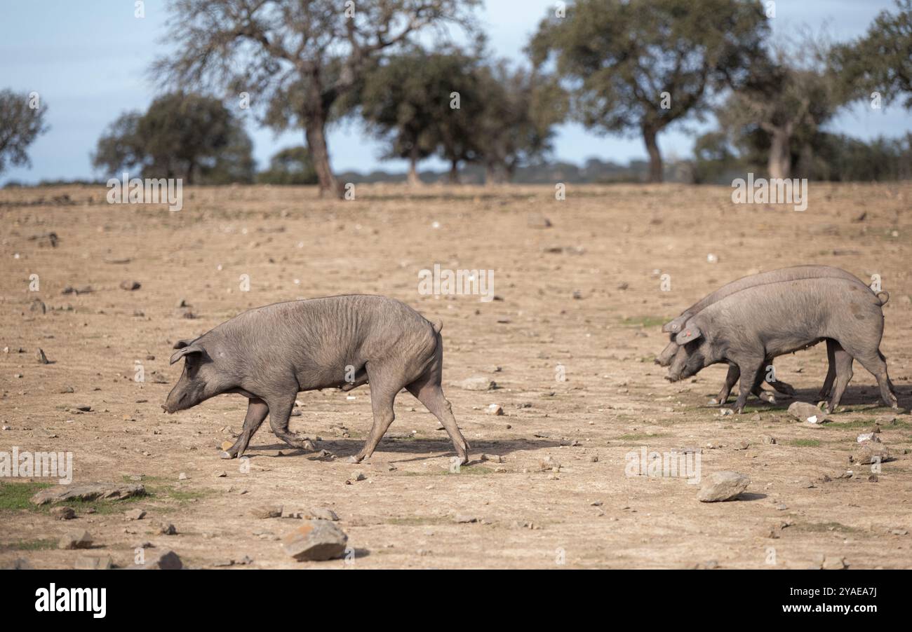 Iberische Schweine in Caceres, Extremadura, Spanien, Europa Stockfoto