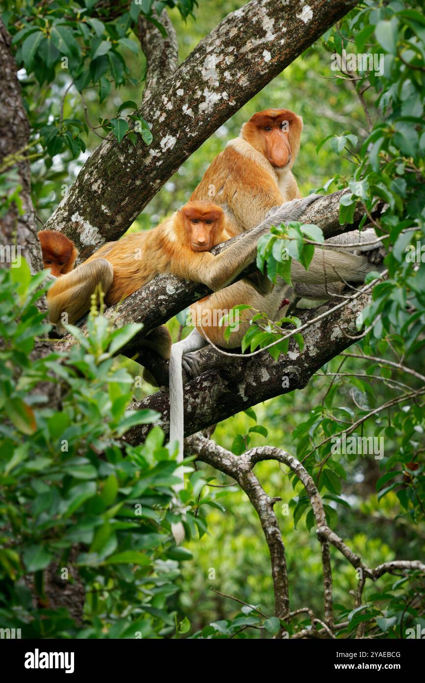 Proboscis Langnasen-Affe Nasalis larvatus ist ein arborealer Affe mit einer großen Nase, die auf Borneo endemisch ist, rötlich-braune Hautfarbe und einem langen Schwanz, lebt in Stockfoto
