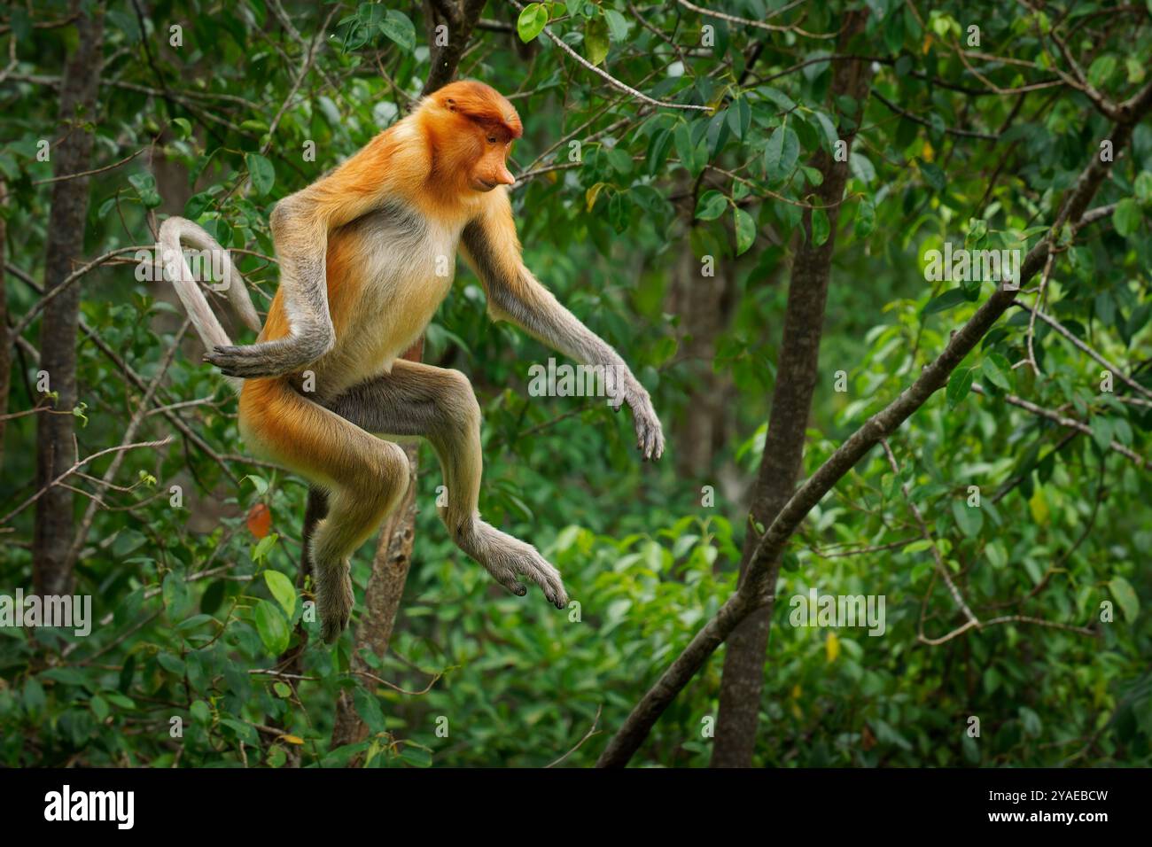 Proboscis Langnasen-Affe Nasalis larvatus ist ein arborealer Affe mit einer großen Nase, die auf Borneo endemisch ist, rötlich-braune Hautfarbe und einem langen Schwanz, lebt in Stockfoto