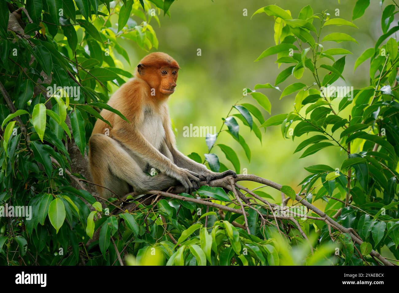 Proboscis Langnasen-Affe Nasalis larvatus ist ein arborealer Affe mit einer großen Nase, die auf Borneo endemisch ist, rötlich-braune Hautfarbe und einem langen Schwanz, lebt in Stockfoto