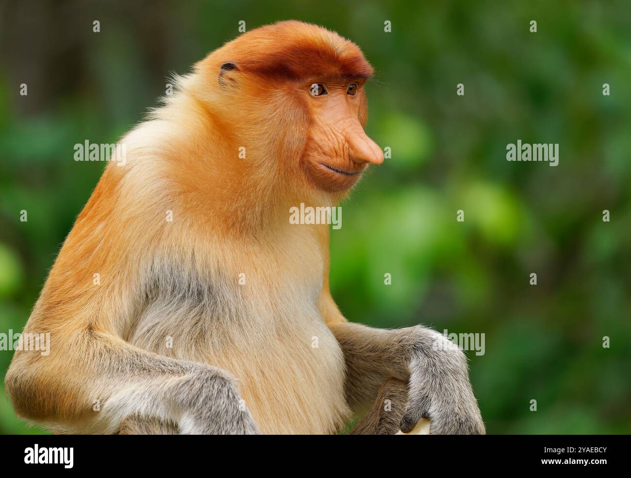 Proboscis Langnasen-Affe Nasalis larvatus ist ein arborealer Affe mit einer großen Nase, die auf Borneo endemisch ist, rötlich-braune Hautfarbe und einem langen Schwanz, lebt in Stockfoto