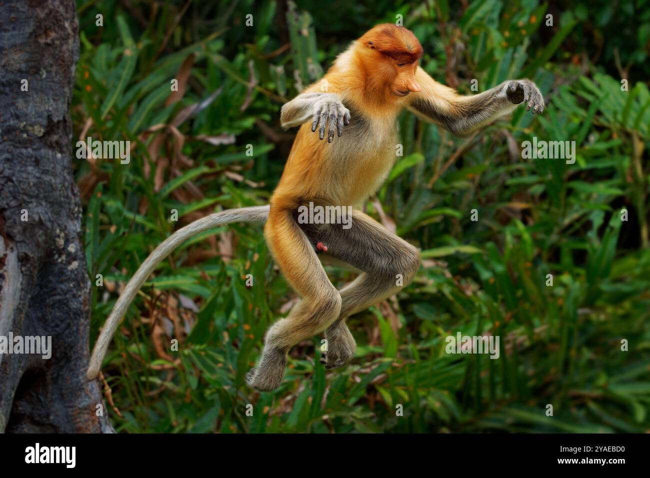 Proboscis Langnasen-Affe Nasalis larvatus ist ein arborealer Affe mit einer großen Nase, die auf Borneo endemisch ist, rötlich-braune Hautfarbe und einem langen Schwanz, lebt in Stockfoto