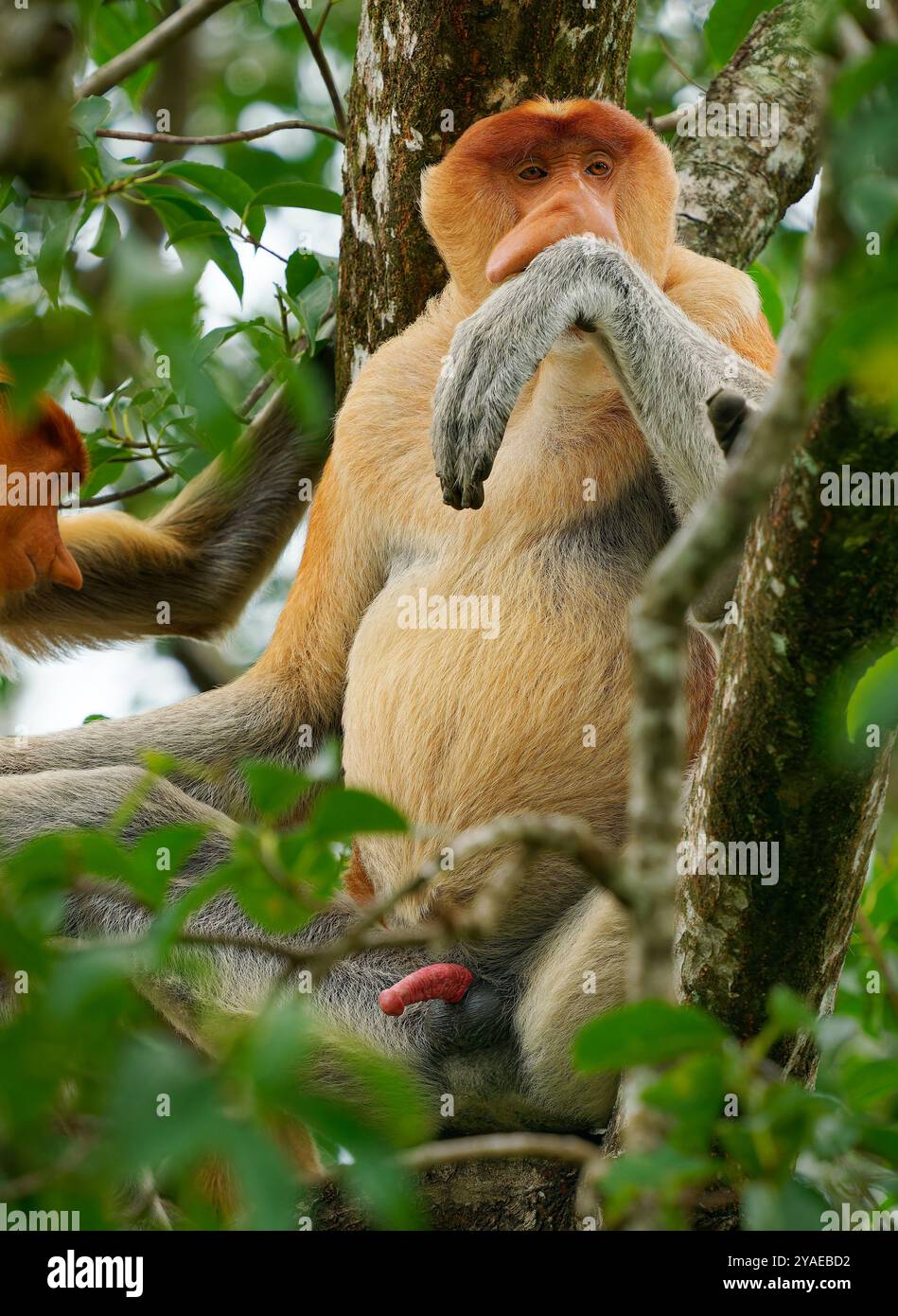 Proboscis Langnasen-Affe Nasalis larvatus ist ein arborealer Affe mit einer großen Nase, die auf Borneo endemisch ist, rötlich-braune Hautfarbe und einem langen Schwanz, lebt in Stockfoto